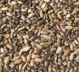 FIRE TEAS Organic Milk Thistle & Fenugreek Seeds Herbal Tea w/Ginger - Herbal Folk Remedy Tea - Loose Leaf - - Bloomnest