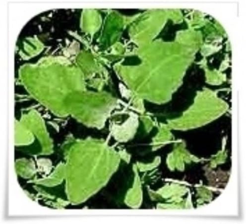 KVITER 1000 Lambs Quarter Seeds (Chenopodium Album) Goosefoot - Heirloom, Edible Weeds - Ideal for Organic Herb Gardens, Medicinal Planting & Non GMO Seeds - Bloomnest