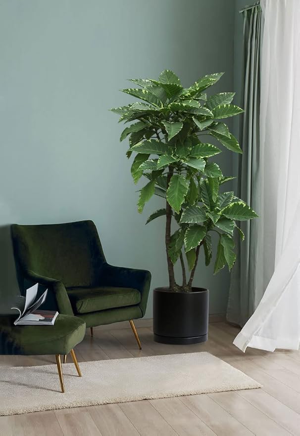 Aveyas 10 inch Ceramic Plant Pot with Drainage Hole and Saucer - Suitable for Indoor and Outdoor Use, Modern Planters for House Garden Flower Tree Snake Monstera Plants (10", Matte Black) - Bloomnest