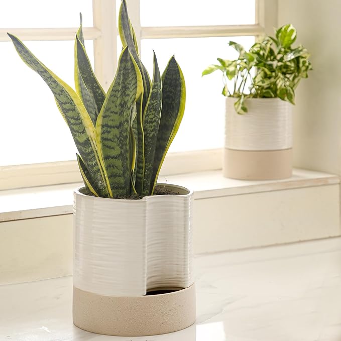 Nihow Self Watering Plant Pot: 8 Inch Ceramic Planter with Drainage Hole & Water Storage Plus for Indoor & Outdoor Plants - Cylinder Round Flower Pot for Succulent/Herbs/Violets - Cream White & Brown - Bloomnest