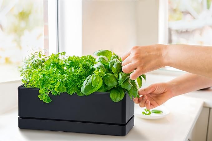 D'vine Dev 12 Inch Window Box Planter, Rectangle Plastic Herb Planter with Drainage Holes and Saucer, Indoor Succulent Cactus Vegetable Pot for Windowsill, Garden Balcony, Black, Set of 1, 76-X-B-1 - Bloomnest