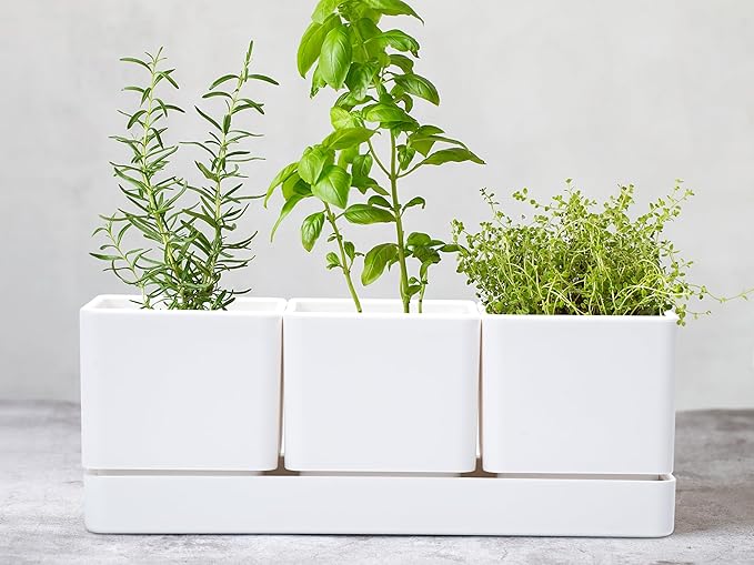 D'vine Dev Herb Garden Planter Set, Plastic Plant Pots with Drainage and Saucer, Indoor Succulent Cactus Vegetable Pot for Windowsill, Garden Balcony, White, Set of 2, 76-V-A-2 - Bloomnest