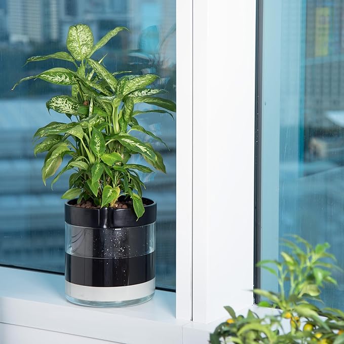 Phoenix Vine 10 Inch Self Watering Terracotta Planter, Black Terracotta Clay Pot with Glass Reservoir for Indoor Plants, Herbs, Flowers, Set of 1, 52-C-I-1 - Bloomnest