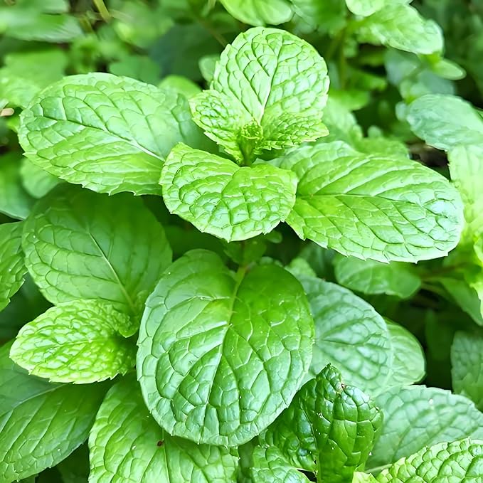 Mint Seeds for Planting 3800PCS – Fragrant, Fast-Growing Herb | Easy to Grow Indoors & Outdoors | Perfect for Tea, Cooking, and Aromatherapy - Bloomnest