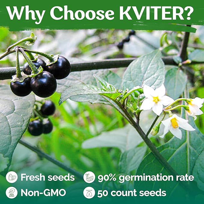 KVITER 50 Black Nightshade Hierba Mora Seeds (Solanum Nigrum) - Nightshade Seed, Heirloom Seed Non GMO Organic - Ideal for Herb Garden, Borders or Edges - Bloomnest