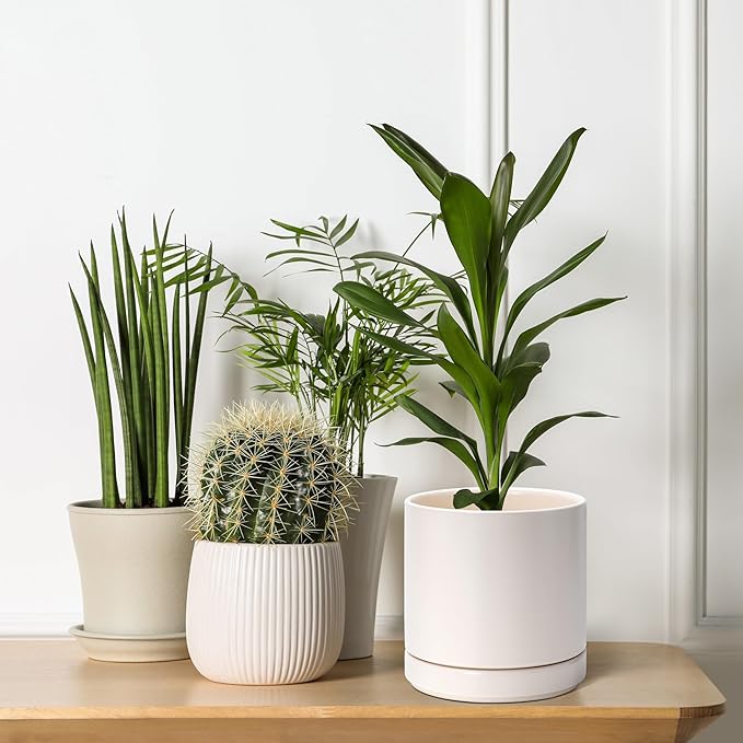 D'vine Dev Set of 2 Plants Pots, 6.5 Inch Ceramic Planter Pot for Plants with Drainage Hole and Saucer, Oatmeal, 94-V-C-8 - Bloomnest