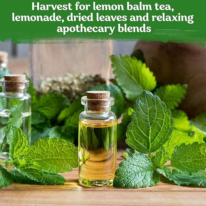 KVITER 700 Lemon Balm Seeds for Planting (Melissa Officinalis) – Heirloom & Organic Medicinal Herb Seeds – Grow in Herb Garden, Pots, Beds Indoors & Outdoors for Calming Lemon Balm Tea - Bloomnest