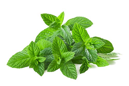 US Organic 100% Pure Spearmint Essential Oil - USDA Certified Organic, Steam Distilled - W/Euro droppers (More Size Variations Available) (30 ml / 1 fl oz) - Bloomnest