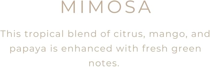 River Birch Candles Mimosa Scented Candle | Premium, All-Natural, Non-Toxic, Soy Candles | 16oz 90 Hr Burn Time | Cozy Relaxing Gifts for Home - Bloomnest