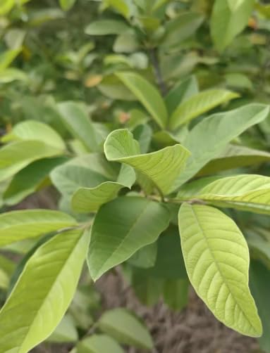 XIEJINJI Guava Leaf Tea Bags, 40 Count, Hojas De Guayaba, Made from 100% Natural Guava Leaves, No Flavoring & No Additives & Caffeine Free, Pyramid Clear Filter Teabag - Bloomnest