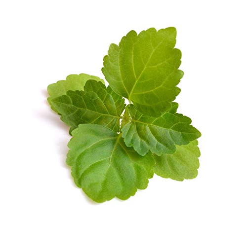 US Organic 100% Pure Patchouli Essential Oil - USDA Certified Organic, Steam Distilled - W/Euro droppers (More Size Variations Available) (10 ml / .33 fl oz) - Bloomnest