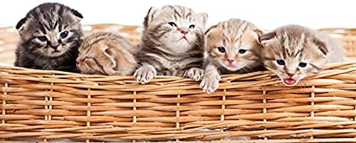 Spa Pure Kittens in Basket: 6 Adorable Kittens Hiding Inside Each Colorful Bath Bomb, XL 5 oz Each (6 Count) Pack of 1, Multicolor - Bloomnest