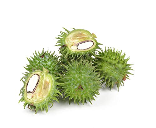 US Organic Castor Oil, USDA Certified Organic,Expeller Pressed, Hexane Free, 100% Pure & Natural moisturizing and Emollient Properties, for Skin, Hair Care, Eyelashes, DIY Projects (4 oz (115 ml))