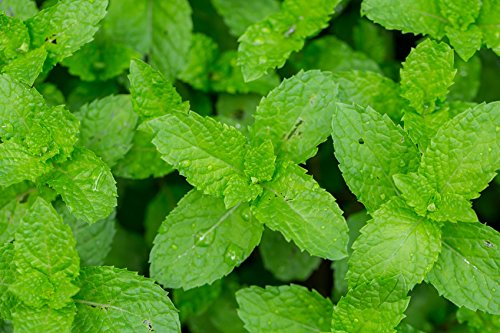 US Organic 100% Pure Peppermint Essential Oil - USDA Certified Organic - 15 ml Pack of 2 - w/Improved caps and droppers (More Size Variations Available) - Bloomnest
