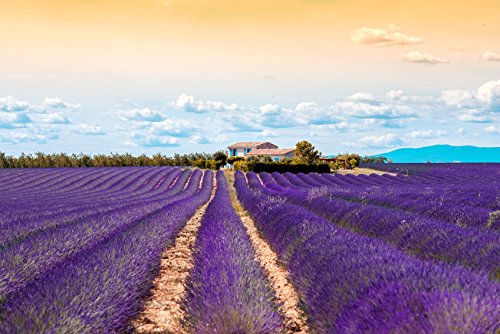 US Organic 100% Pure Lavender Essential Oil, Directly sourced from Bulgaria, USDA Certified Organic, Undiluted, for Diffuser, Humidifier, Massage, Skin, Hair Care, Non GMO, 10 ml - Bloomnest