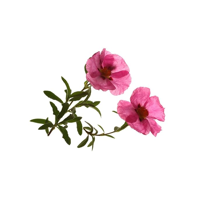 Biokoma Pure and Organic Cistus - Rock Rose (Cistus incanus) Dried Leaves Tea 40 Bags In Resealable Moisture Proof Pouch,USDA Certified Organic-Herbal Tea, No Additives,No Preservatives,No GMO, Kosher - Bloomnest