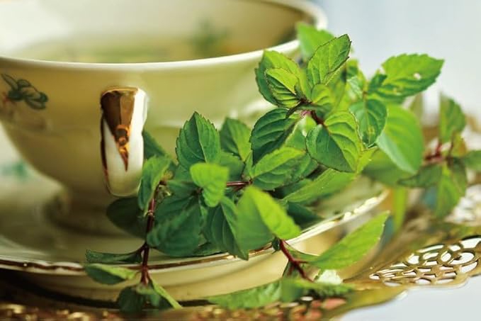 Damtuh Peppermint Tea – 100% Pure Peppermint, Caffeine-Free Herbal Tea, 10 Tea Bags (1g each) - Bloomnest