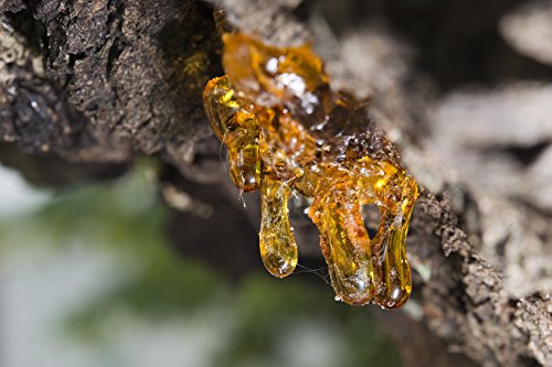 US Organic 100% Pure Frankincense Essential Oil, USDA Certified Organic, Steam Distilled, Boswellia serrata, Sourced from India, Topically or in Diffuser, Perfect for Aging Skin, All skin type (10 ml) - Bloomnest