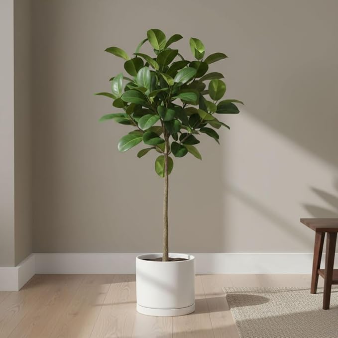 Aveyas 8 inch Ceramic Plant Pot with Drainage Hole and Saucer - Suitable for Indoor and Outdoor Use, Modern Planters for House Garden Flower Tree Snake Monstera Plants (8", Matte White) - Bloomnest