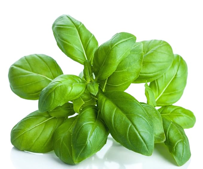 US Organic 100% Pure Basil Essential Oil, USDA Certified Organic, Steam Distilled W/Euro Dropper, 10 ml (More Size Variations Available) - Bloomnest