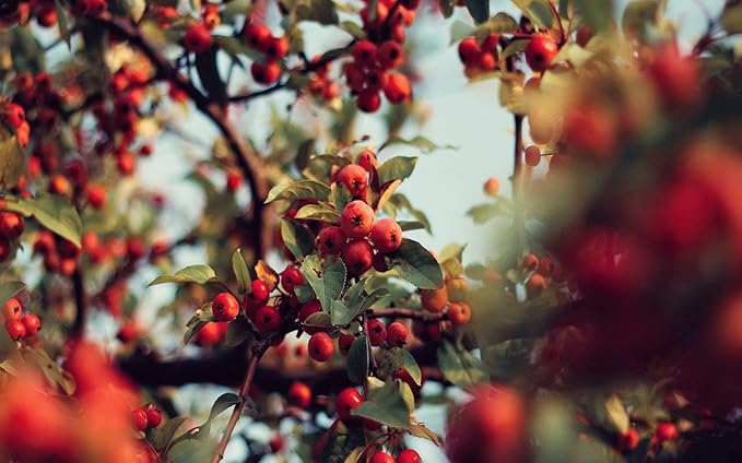 Whole Rosehips | Wild Harvest from Eastern Europe - Bloomnest