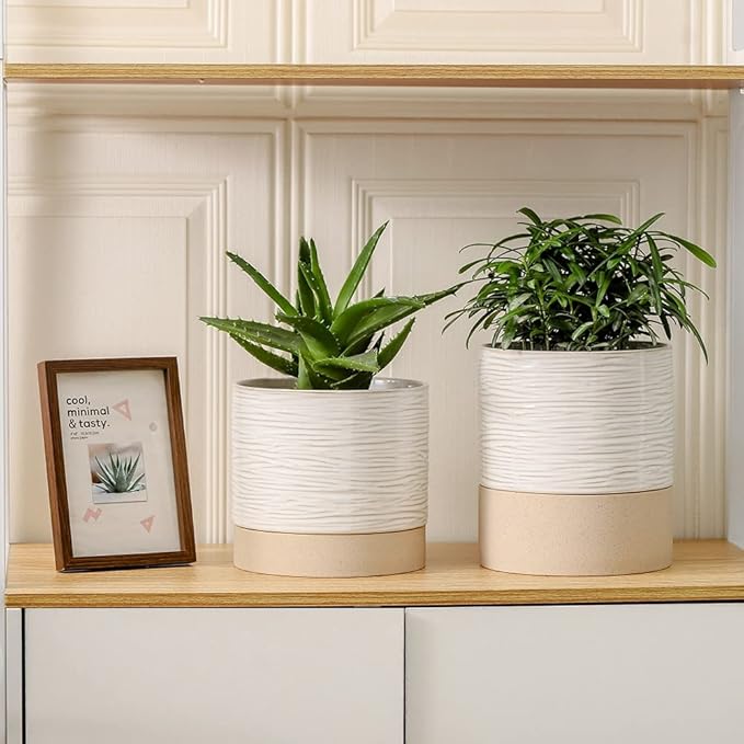 Nihow Ceramic Plant Pot: 6 Inch Planter with Drainage Hole & Saucer for Indoor & Outdoor Plants - Cylinder Round Flower Pot for Succulent/Herbs/Violets - Cream White & Brown - Bloomnest
