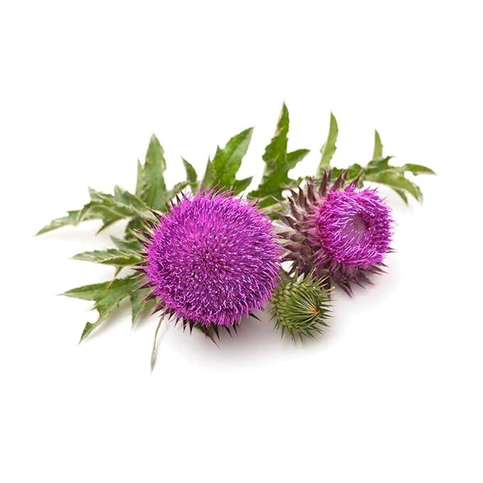 Biokoma Pure and Organic Milk Thistle Whole Seeds 100g (3.55oz) in Resealable Moisture Proof Pouch, USDA Certified Organic - Herbal Tea, No Additives, No Preservatives, No GMO, Kosher - Bloomnest