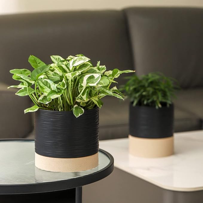 Nihow Ceramic Plant Pot: 6 Inch Planter with Drainage Hole & Saucer for Indoor & Outdoor Plants - Cylinder Round Flower Pot for Succulent/Herbs/Violets - Black & Brown - Bloomnest