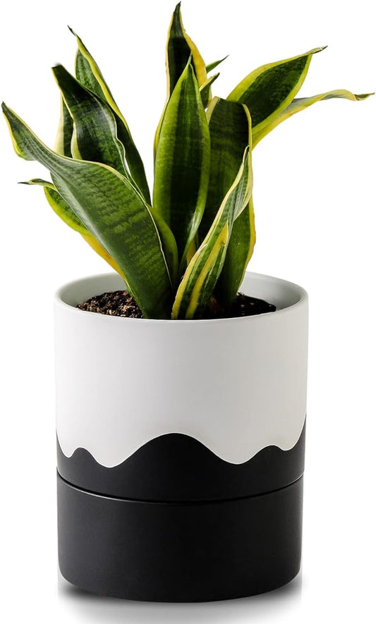 Nihow Self Watering Plant Pot: 6 Inch Ceramic Planter with Drainage Hole & Water Storage Plus for Indoor & Outdoor Plants - Cylinder Round Flower Pot for Succulent/Herbs/Violets - White & Wave Black - Bloomnest