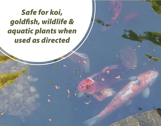 Bloom Buster Algae Control for Fish Ponds & Water Gardens - 32 Ounces - Safe for Koi Fish, Goldfish & Plants - Controls Algae in Ponds & Water Features, EPA Registered - Bloomnest