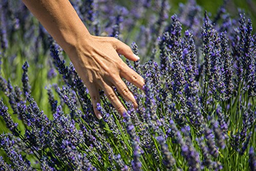US Organic 100% Pure Lavender Essential Oil, Directly sourced from Bulgaria, USDA Certified Organic, Undiluted, for Diffuser, Humidifier, Massage, Skin, Hair Care, Non GMO, 30 ml - Bloomnest