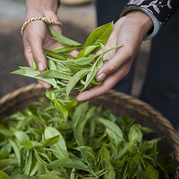 Palais des Thés - Genmaicha Yama - Japanese Green Tea & Roasted Rice - Premium Tea Bags, Serves 20 Cups - Bloomnest
