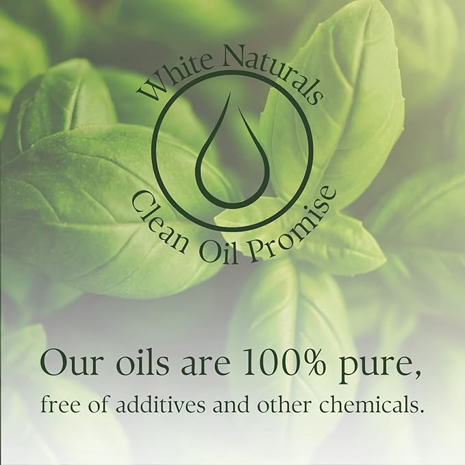 Basil Essential Oil,100% Pure & Natura, Therapeutic Grade Basil Oil for Aromatherapy, Great for Skin, Massage, Diffuser Candle & Soap Making, Plant Therapy 1 oz Bottle with Dropper - Bloomnest