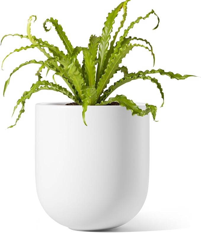 LE TAUCI 6 Inch Plant Pot, Ceramic Pot with Drainage Hole & Rubber Plug, Indoor Planter for Herbs & Small Houseplants, Cylinder Planter for Home Office, White - Bloomnest