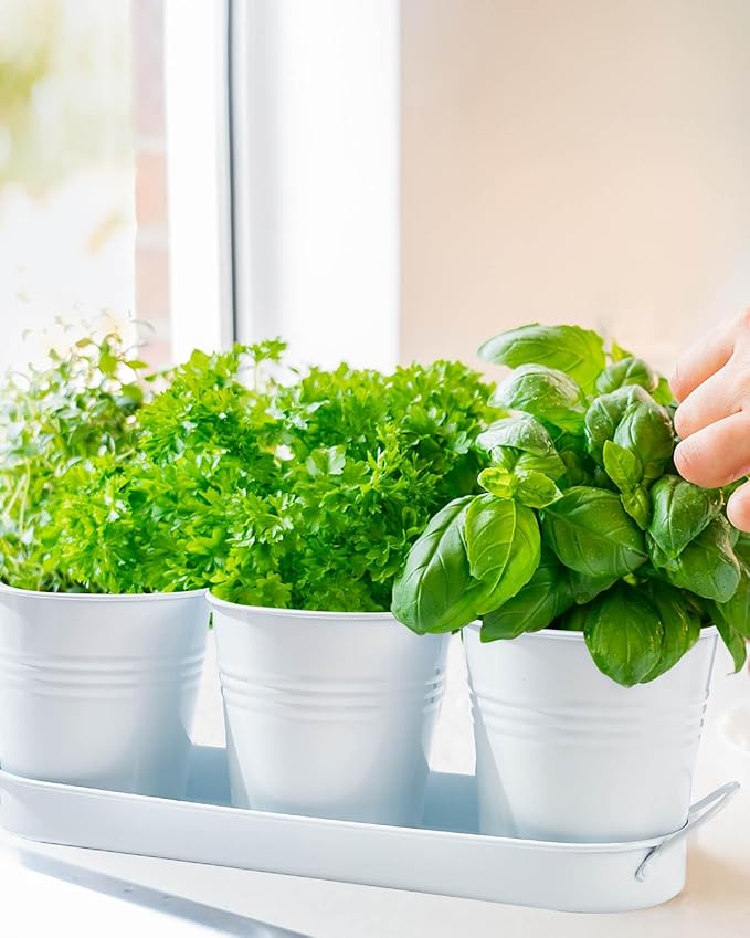 vensovo Indoor Herb Planter Set - Galvanized Windowsill Garden Pots with Tray & Drainage, Set of 3 Metal Window Planters for Kitchen & Outdoor Use, White - Bloomnest