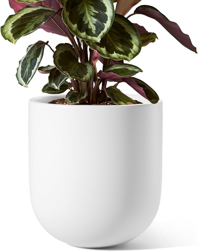 LE TAUCI 8 Inch Plant Pot, Ceramic Pot with Drainage Hole & Rubber Plug, Indoor Planter for Herbs & Small Houseplants, Cylinder Planter for Home Office, White - Bloomnest