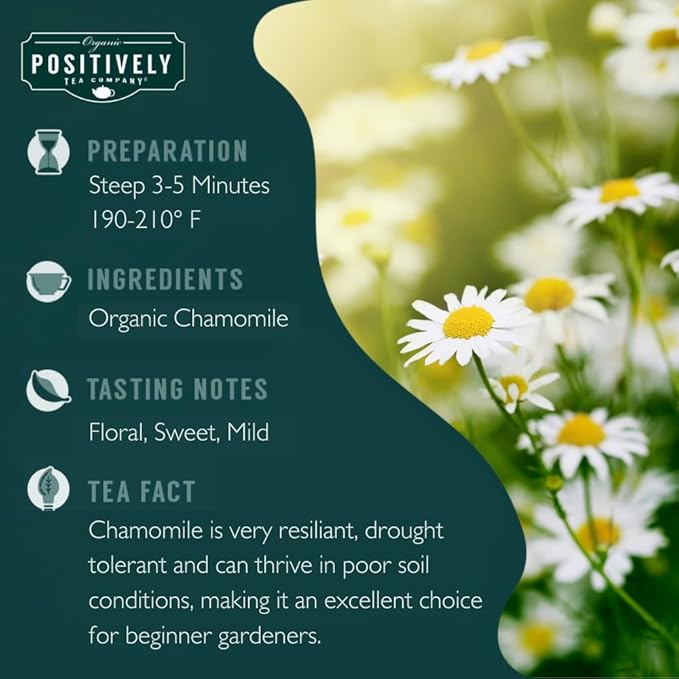 Organic Positively Tea Company, Chamomile Herbal Tea Bags, 100 Count, Eco-Friendly Tea Bags, Non-GMO - Bloomnest