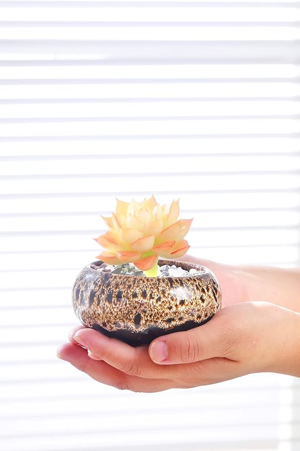 Cute Ceramic Succulent Garden Pots, Planter with Drainage and Attached Saucer, Set of 5 -Plants Not Included (Vivid Colors) - Bloomnest