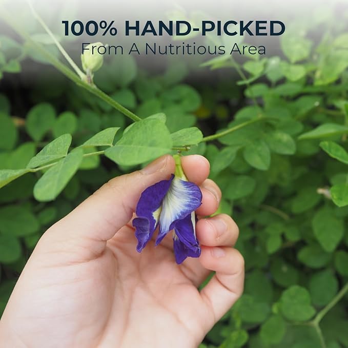 Butterfly Pea Flower Tea Samplers with Jasmine & Stevia - 15 Count, Mini Tea Bags, Bamboo Tong Included, No Sugar Added, Re-Steep Natural Herbal Tea Blend for Skin,Support - Bloomnest