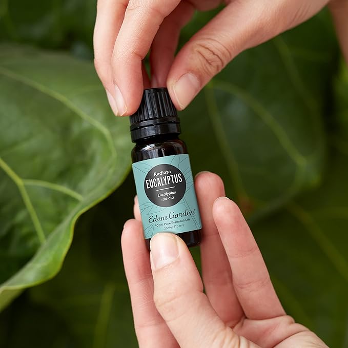 Edens Garden Eucalyptus- Radiata Essential Oil, 100% Pure Therapeutic Grade (Undiluted Natural/Homeopathic Aromatherapy Scented Essential Oil Singles) 30 ml EdensGarden