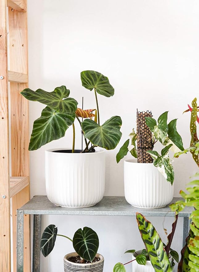 LE TAUCI Fluted Ceramic Planters Set of 3 – 8.3/7 / 5.7 in White Cylinder Indoor Plant Pots with Drainage Plug & Mesh, Matte Glazed Stoneware Flower Pots for Succulent Herb Cactus - Bloomnest