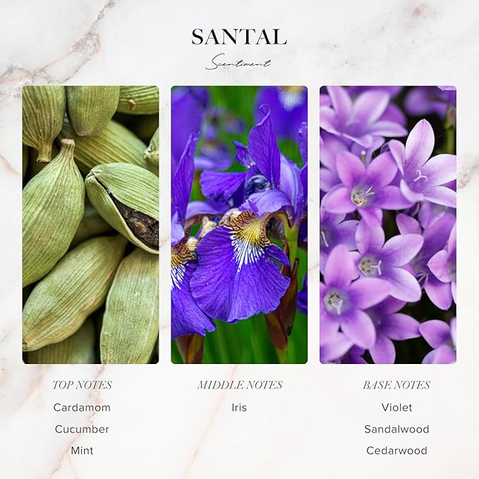 Scentiment Designer Diffuser Oil Discovery Kit – Top 3 Luxury-Inspired Scents | Aromatherapy Fragrance Oils for Home & Office | Long-Lasting & Elegant Scent (3 x 20ml) - Bloomnest