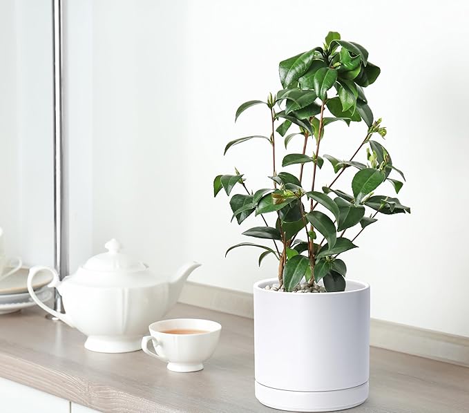 D'vine Dev 6.5 Inch & 8.2 Inch Ceramic Planter Pots for Plants with Drainage Hole and Saucer, Medium Plant Pots Set, White, 94-G-M-1 - Bloomnest
