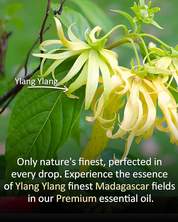 Ylang Ylang Essential Oil for Diffuser & DIY Use, 100% Pure Natural Floral Aroma, Large 4 fl oz Bottle for Daily Diffusing, Candle & Soap Making, Blending with Other Essential Oils Airoomoil