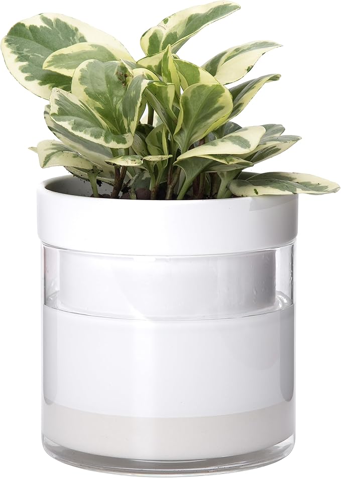 Phoenix Vine 6 Inch Self Watering Planter, White Terracotta Clay Pot with Glass Reservoir for Indoor Plants, Herbs, Flowers, Set of 1, 52-B-F-1 - Bloomnest
