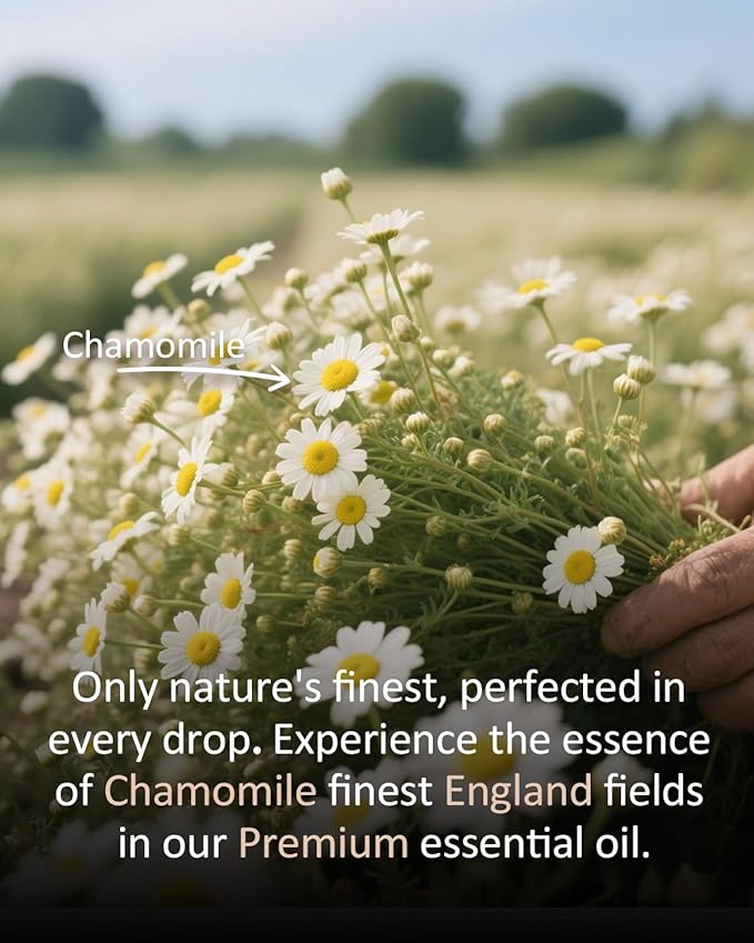 Chamomile Essential Oil for Diffuser & DIY, 100% Pure Chamomile Oil, Gentle Floral Aroma for Bedroom, Suitable for Skin Dilution, Aromatherapy, Blending & Crafting, Large 4 fl oz / 120 ml Airoomoil