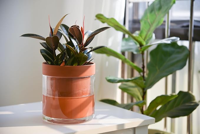 Phoenix Vine 6 Inch Self Watering Planter Pot, Terracotta Clay Pot with Glass Reservoir for Indoor Plants, Herbs, Flowers, Set of 2, 52-A-F-2 - Bloomnest
