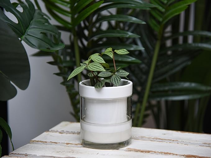 Phoenix Vine 4 Inch Self Watering Planter, White Terracotta Clay Pot with Glass Reservoir for Indoor Plants, Herbs, Flowers, Set of 4, 52-B-E-4 - Bloomnest