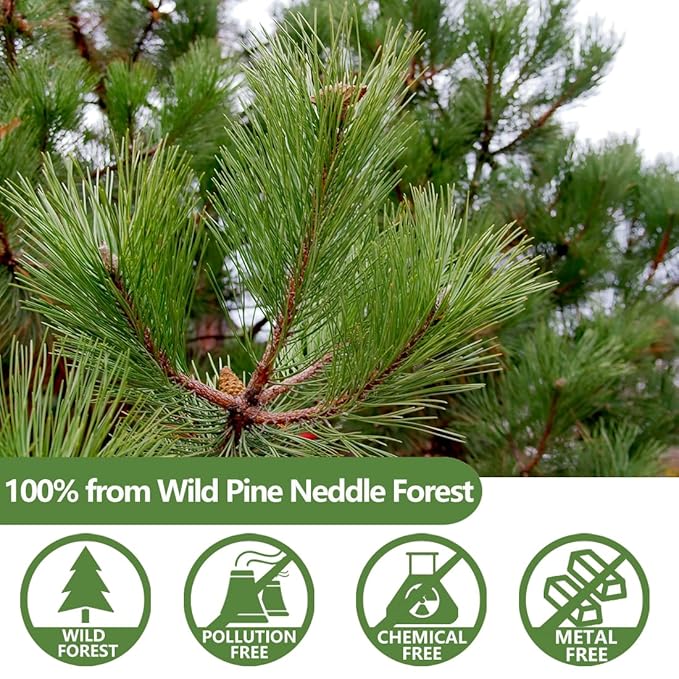 Premium 100 Pine Neddle Tea Bags,100% Picked from Natural Wild Pine Neddle, No Caffeine & No Additives. - Bloomnest