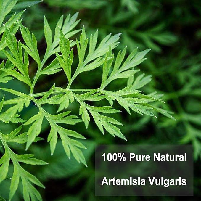 TEARELAE - Mugwort Tea - 2g x 30 Count - 100% Pure Natural Dried Herbs - Premium Mugwort Herb Dried - Non-GMO - Sulfur-free - Bloomnest